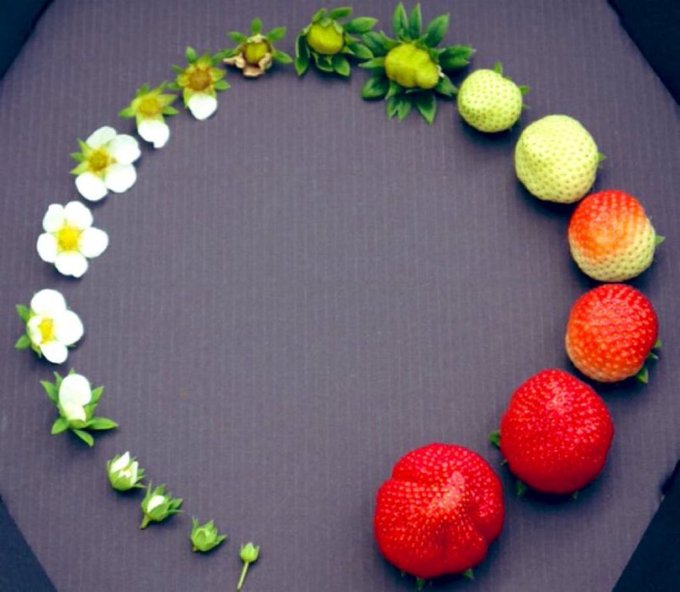 This is the life cycle of a strawberry.