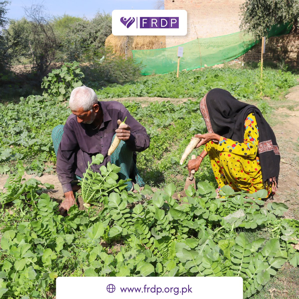 frdpPakistan's tweet photo. Musmat Soni, 52, from Chobar, Dadu, survived Floods 2022. With a monthly income of around PKR 20,000, she embraced climate-smart agriculture. Partnering with FRDP's "Early Recovery Support," she sells organic veggies, earning PKR 500 daily, securing her family's well-being. 🌱💚 https://t.co/sEtPCEqUqp