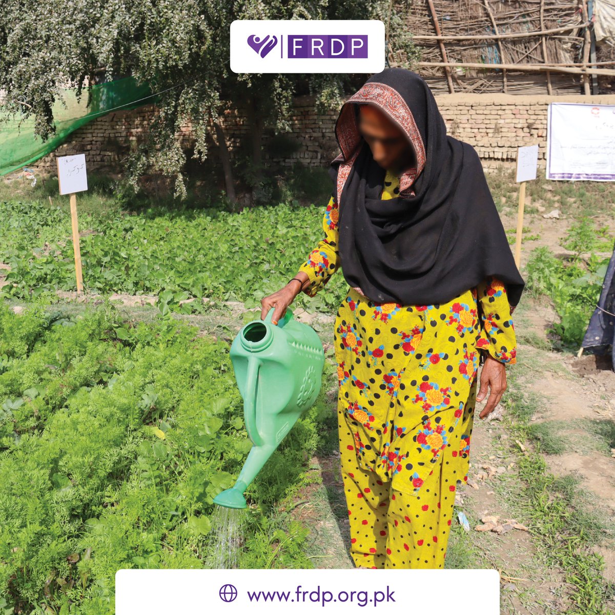 frdpPakistan's tweet photo. Musmat Soni, 52, from Chobar, Dadu, survived Floods 2022. With a monthly income of around PKR 20,000, she embraced climate-smart agriculture. Partnering with FRDP's "Early Recovery Support," she sells organic veggies, earning PKR 500 daily, securing her family's well-being. 🌱💚 https://t.co/sEtPCEqUqp