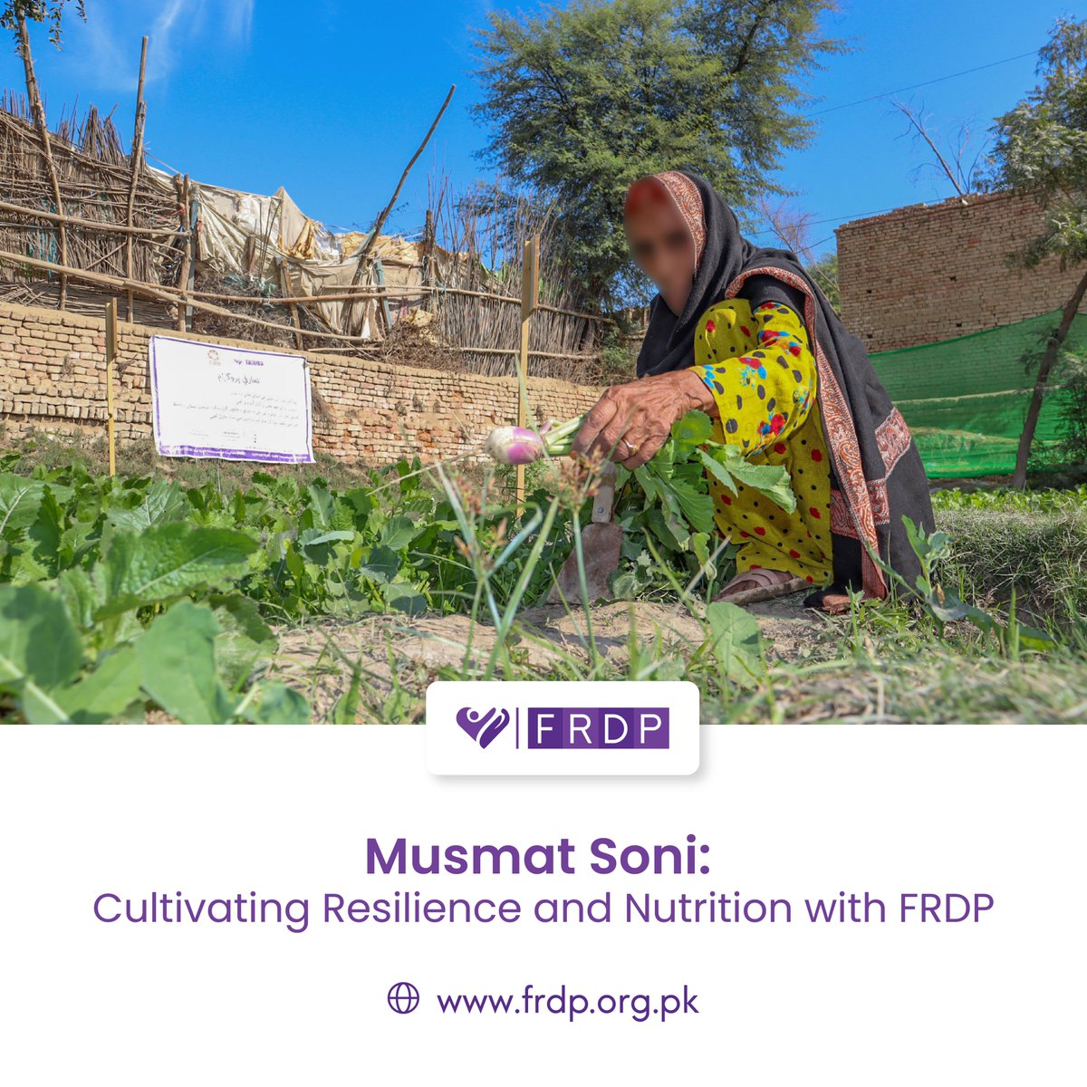 frdpPakistan's tweet photo. Musmat Soni, 52, from Chobar, Dadu, survived Floods 2022. With a monthly income of around PKR 20,000, she embraced climate-smart agriculture. Partnering with FRDP's "Early Recovery Support," she sells organic veggies, earning PKR 500 daily, securing her family's well-being. 🌱💚 https://t.co/sEtPCEqUqp