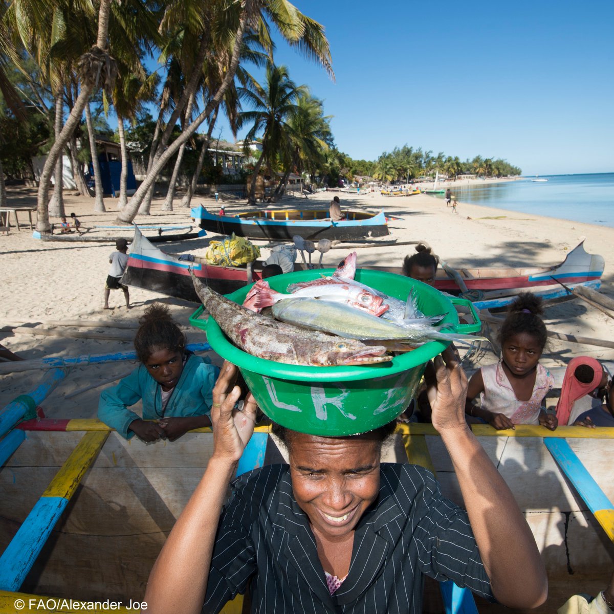 FAOfish's tweet photo. Today, 300+ participants join the #COFIFishManagement inaugural session.

The newly established body will offer them a unique space for collective learning &amp; decision-making on vital topics for a responsible sector.

Read more 👉 https://t.co/ehpXfvF4x3

#BlueTransformation https://t.co/uqkhGdgubc