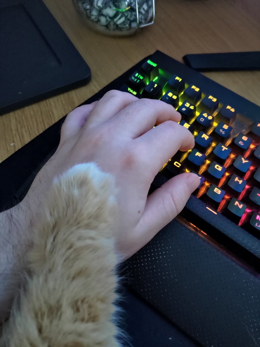 Dr_Hepp's tweet photo. New year, new challenges, first one is moving to a house.. So the cats have been living with the parents in law for soon 2 weeks and I'm missing my gamer buddy! https://t.co/iNFPupzjhb