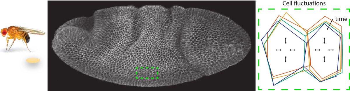 Emily Gehrels (@emilygehrels) on Twitter photo Pierre Ronceray and I are recruiting a PhD student to study non-equilibrium fluctuations in developing fly embryos. The position is through <a href="/centuri_ls/">CENTURI - Turing Centre for Living Systems</a> in Marseille, France and will begin in October 2024. Applications due Feb 15th. More details here: centuri-livingsystems.org/phd2024-16/.
#phd Pierre Ronceray and I are recruiting a PhD student to study non-equilibrium fluctuations in developing fly embryos. The position is through <a href="/centuri_ls/">CENTURI - Turing Centre for Living Systems</a> in Marseille, France and will begin in October 2024. Applications due Feb 15th. More details here: centuri-livingsystems.org/phd2024-16/.
#phd