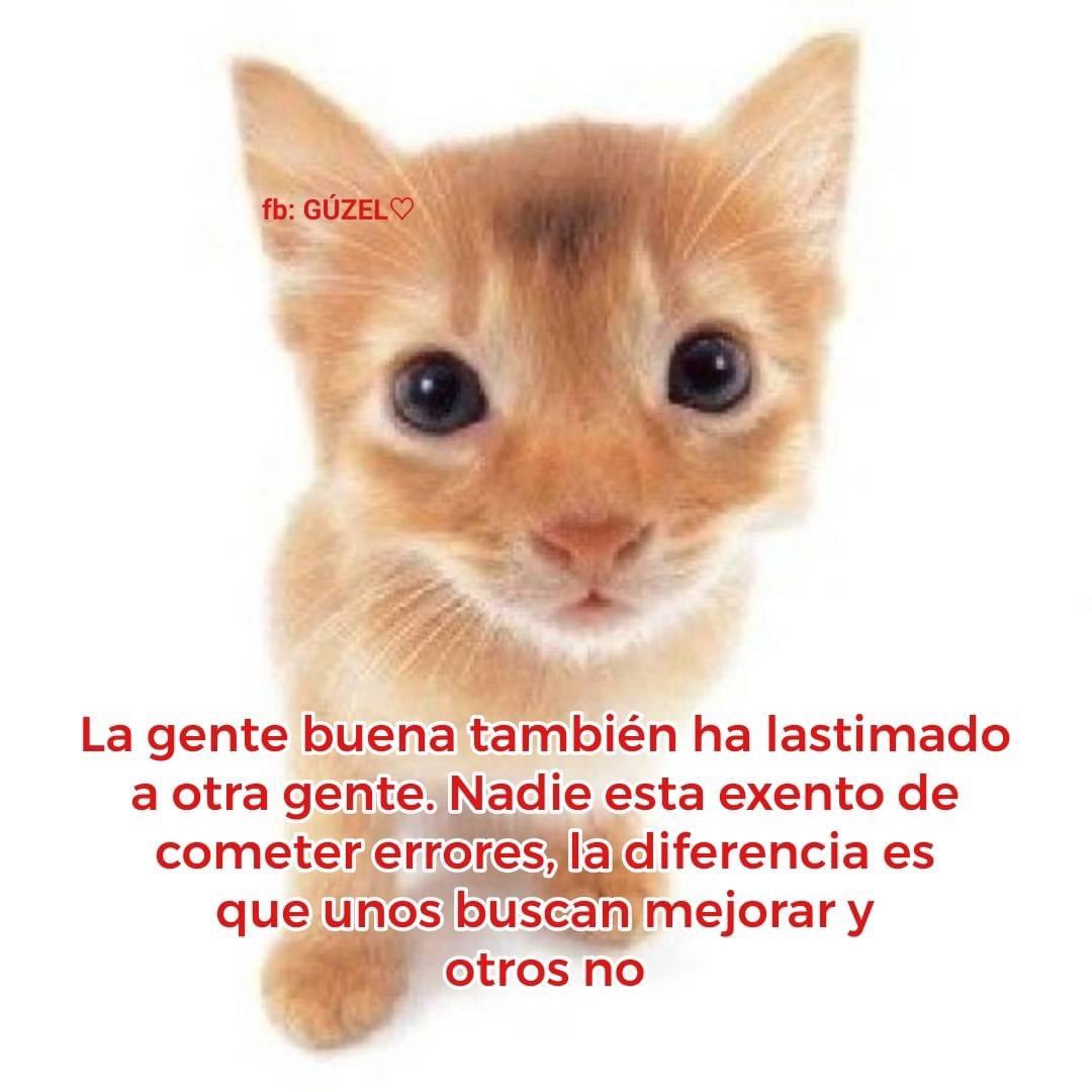 kevinlopezmejia's tweet photo. Háganle caso a este gatito q vi en ig https://t.co/BbsNfTLbXV