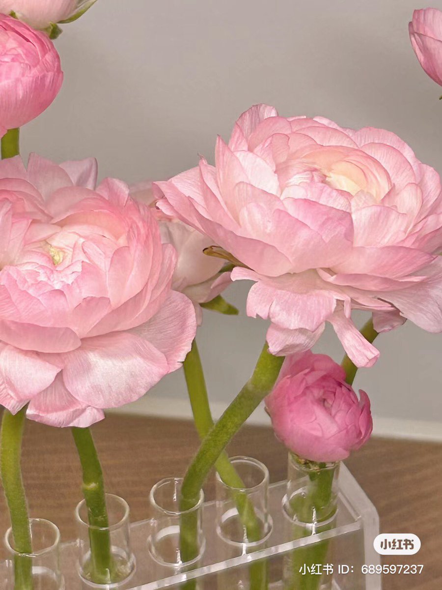 pink flowers <3