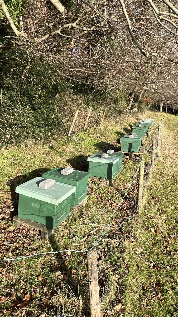 Olly's Farm | Honey Farm 🇮🇪 tweet media