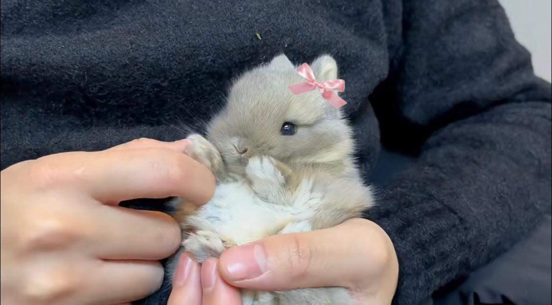 bunnieswbows's tweet photo. real pics of me https://t.co/ZaeRLI0gyO