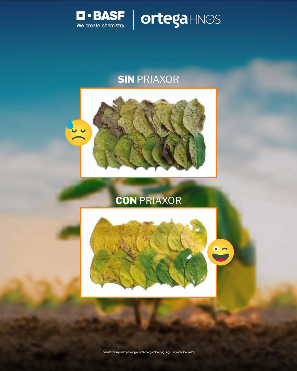OrtegaHermanos's tweet photo. La actualización que tu fungicida necesita, la encontrás en #BASFPriaxor.

Gran espectro en el control de enfermedades:
🔸Mancha marrón
🔸Mancha ojo de rana
🔸Mancha púrpura
🔸Mancha anillada
🔸Roya Asiática

Comunicate y te cotizamos:
📲(3534) 236367
💻info@ortegahermanos.com.ar https://t.co/xuUEkTl8pu