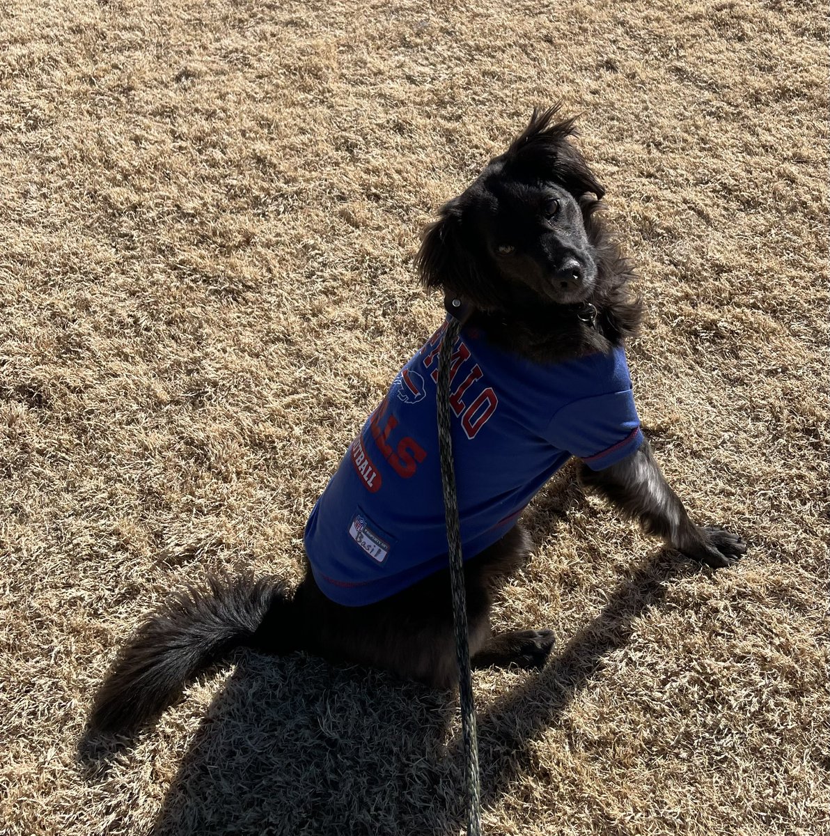 BarbarianBasil's tweet photo. @Buddythereddog Sending warmth. Go Bills! https://t.co/g3GFQwxeCN