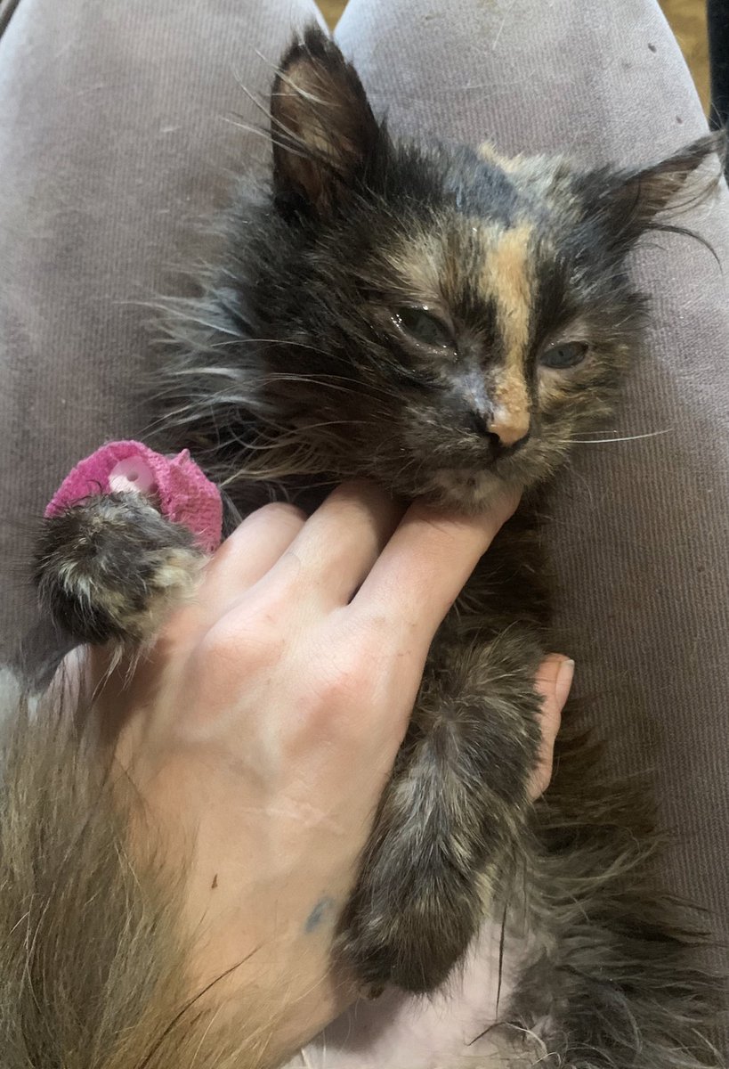 Ну що,готуйте ваші мільйони🥹
🔊На велику закупочку вологого корму для «беззубиків»та хворіючих котунів!🐱

🎯2754грн🎯

На що?
На 100 пакетиків вологого❤️‍🩹

send.monobank.ua/jar/6qyfKzNRmk
Номер картки банки:
5375411214871985

Я впевнена, що ми зробимо це швидко, бо ви в нас найкращі!