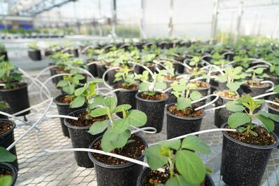 Plant BioProTech (@pbioprotech) on Twitter photo 📰OneOne Biosciences partners with <a href="/Ginkgo/">Ginkgo Bioworks</a> to advance its platform and nitrogen fixation microbial product
Read more here : news.agropages.com/News/NewsDetai…
#innovation #sustainability #agricultureandfarming #agtech 📰OneOne Biosciences partners with <a href="/Ginkgo/">Ginkgo Bioworks</a> to advance its platform and nitrogen fixation microbial product
Read more here : news.agropages.com/News/NewsDetai…
#innovation #sustainability #agricultureandfarming #agtech