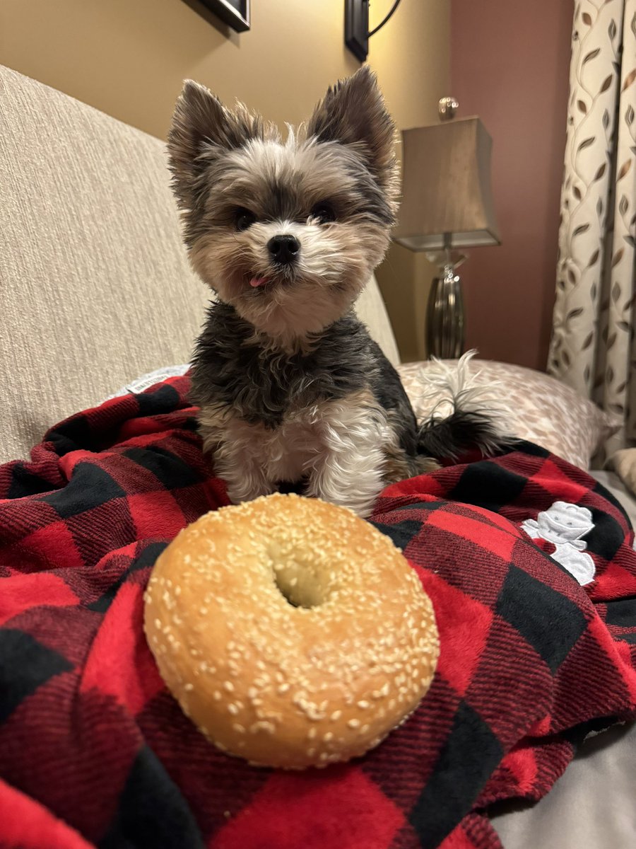 Gio. -37 this Monday morning but it’s not going to stop me from celebrating National Bagel 🥯 Day! 🥶🐾🫶🏼👋🏻💋#burr #nationalbagelday #MondayMood #smile