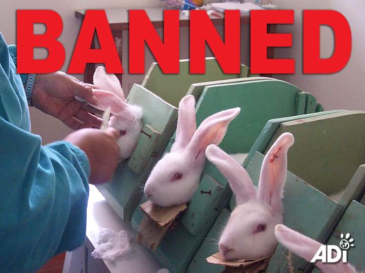 AdeaClaude's tweet photo. VICTOIRE  / VICTORY 👏

Le Chili interdit les tests sur les animaux pour des cosmétiques, il est le 45eme pays à interdire les tests, ainsi que la fabrication, l'importation et la commercialisation à l'échelle internationale à la suite d'un vote unanime du Sénat. https://t.co/h3C8YnobWX