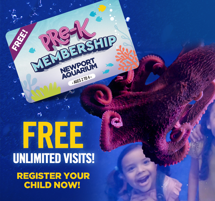 NewportAquarium's tweet photo. We’re celebrating #25YearsOfFun by introducing the FREE Pre-K Membership! For a very limited time, kids ages 2-4 can get a full year of unlimited visits - all for FREE! Quantities are limited so register online today: 
https://t.co/Fq0goGoDbc https://t.co/YorIZjH5AB