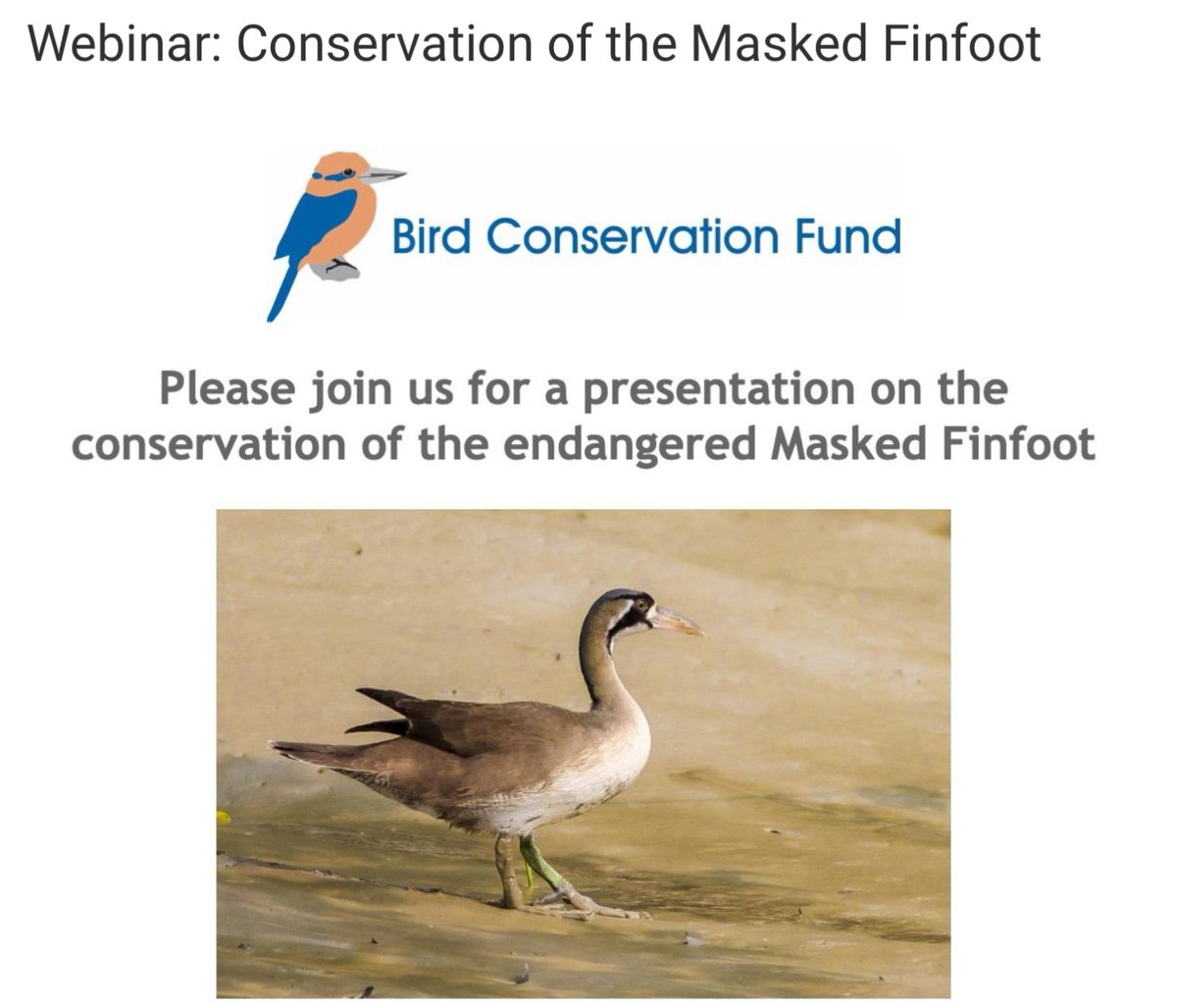 Join the webinar 🎙about #MaskedFinfoot hosted by @BirdConservationFund on 16 Jan (Tue) at 7 pm Pacific Standard Time (03:00 am GMT) via Zoom. Info for registration and support the #conservation work: t.ly/k3bq2