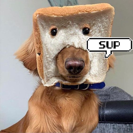 SUPDOGSOL's tweet photo. What's up, Dog?

$SUPDOG presale has sold out. 

Did you get in? https://t.co/9OFmgmlLgh