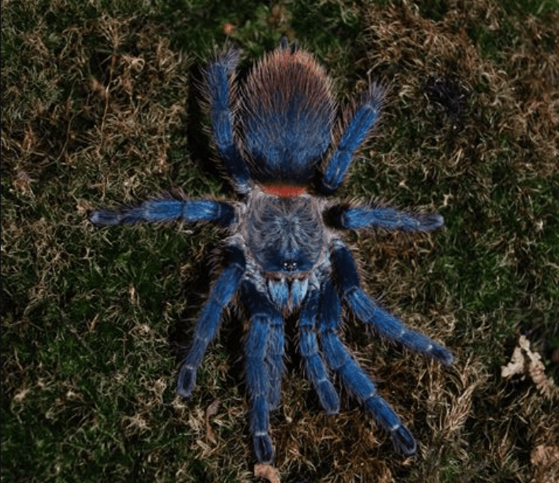 TheSpiderShop tweet media