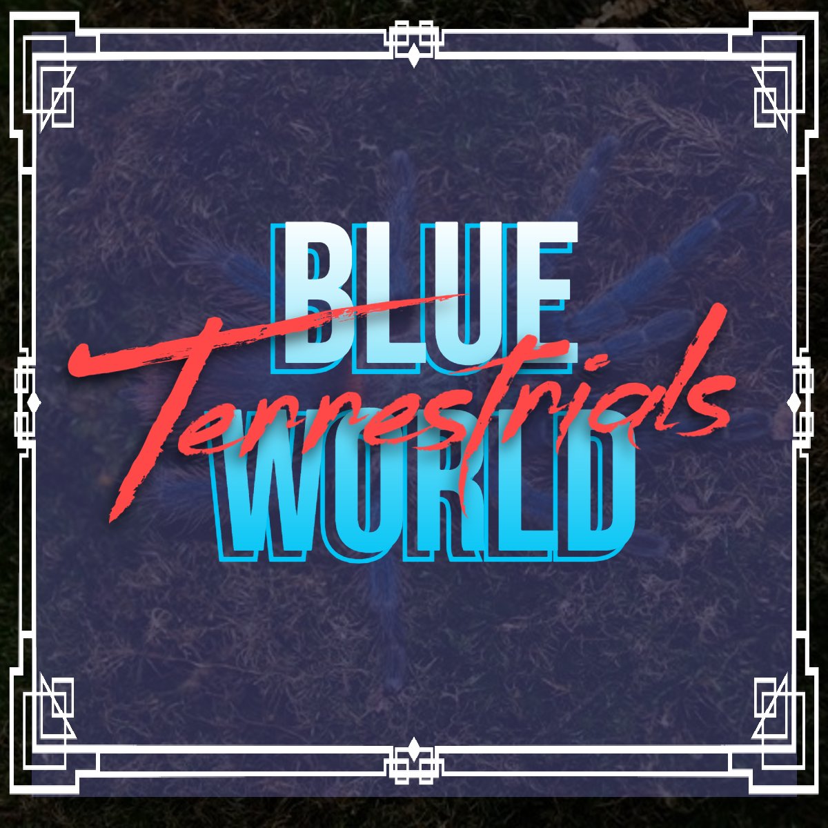 TheSpiderShop tweet media