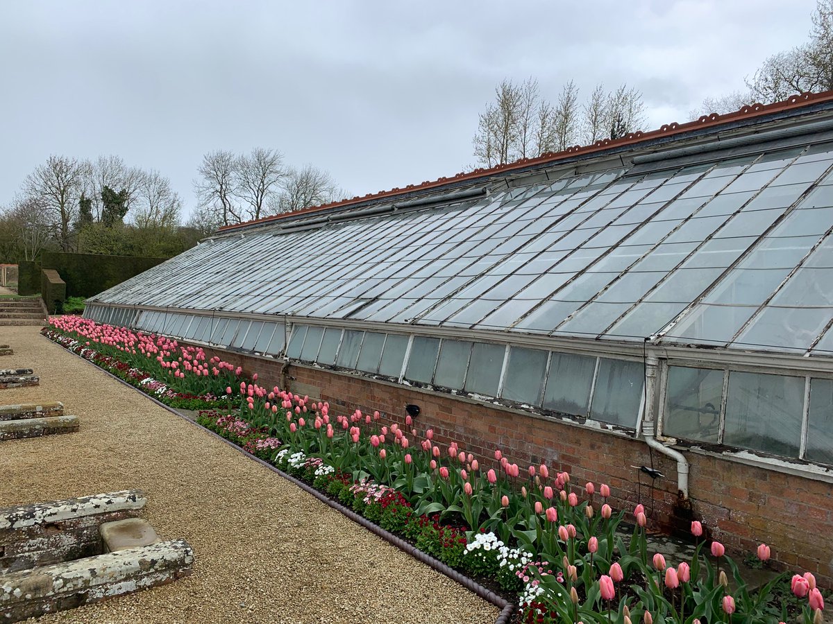 GriffinGlasshse's tweet photo. Gorgeous but dilapidated, this #vinery at Eythrope needed some urgent attention Before.
Afterwards, there's no headache worrying about everything falling around your ears - all our glasshouses come with a lifetime structural guarantee!
Speak to us:
https://t.co/zwjOIDvsGe https://t.co/YXtlR4amWJ