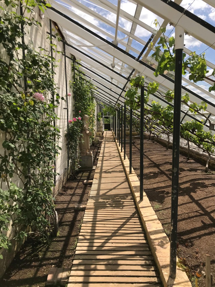 GriffinGlasshse's tweet photo. Gorgeous but dilapidated, this #vinery at Eythrope needed some urgent attention Before.
Afterwards, there's no headache worrying about everything falling around your ears - all our glasshouses come with a lifetime structural guarantee!
Speak to us:
https://t.co/zwjOIDvsGe https://t.co/YXtlR4amWJ