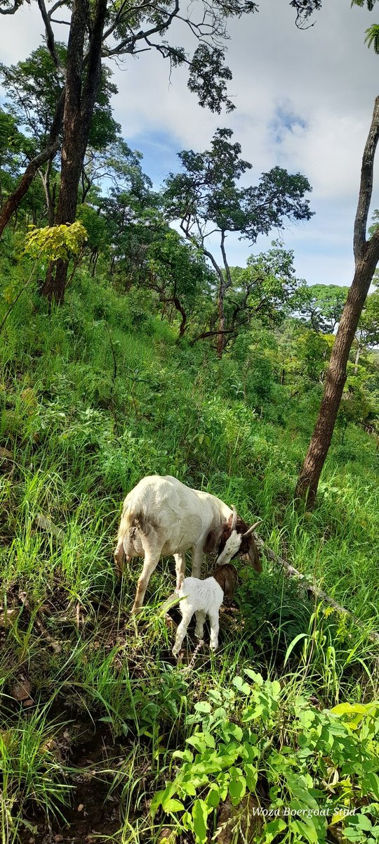 Woza Boergoats tweet media