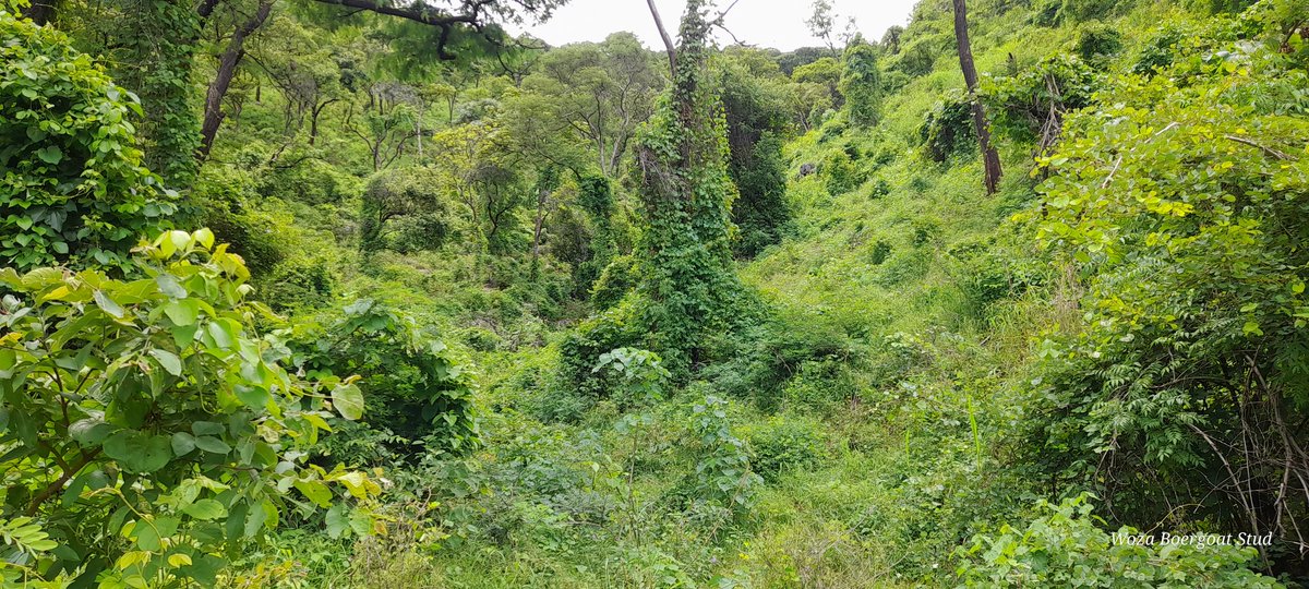 Woza Boergoats tweet media