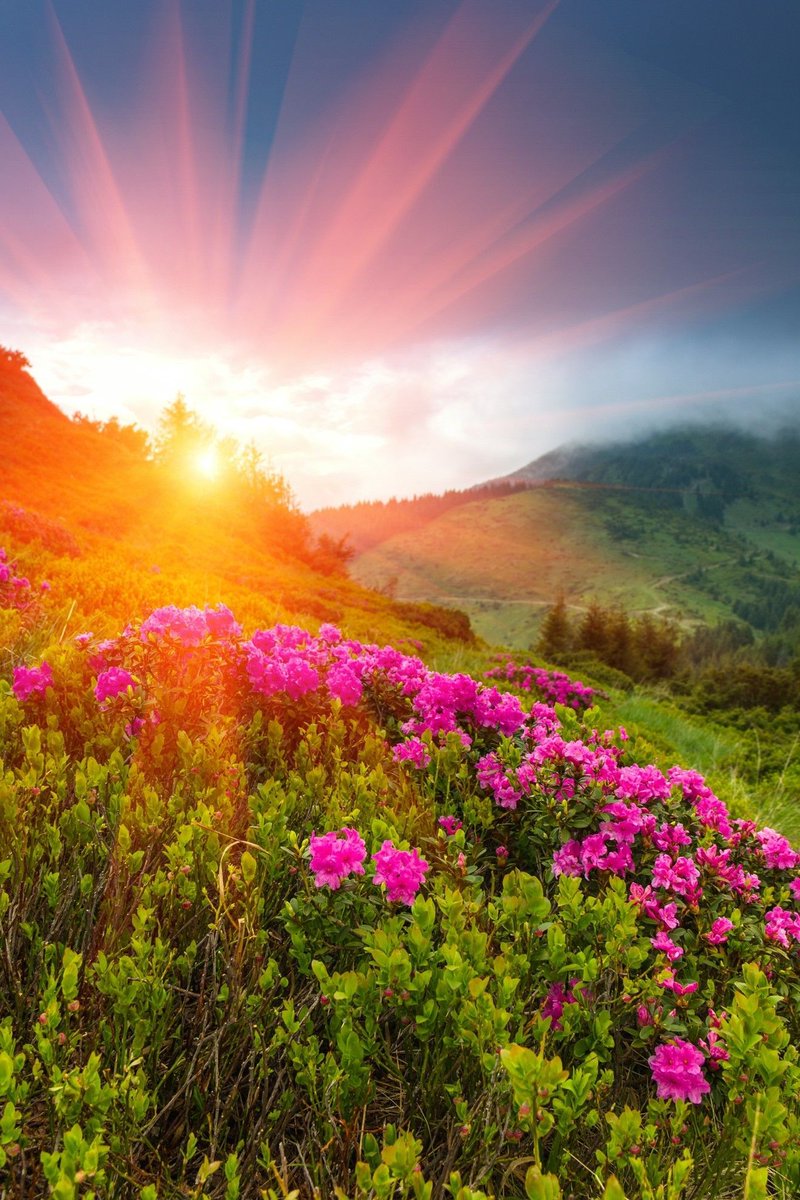 PatriotCabins's tweet image. Discover a new level of excitement on your Spring Vacation with a refreshing trip to The Smoky Mountains. Prepare for an unforgettable experience that will leave you longing for more. buff.ly/42shybR #SpringGetaway #ExploreTheSmokyMountains