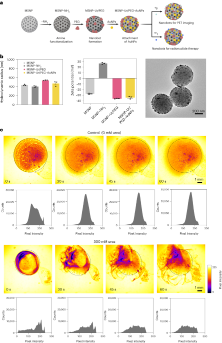 NatureNano's tweet photo. New content online: Urease-powered nanobots for radionuclide bladder cancer therapy https://t.co/PqU5vt63tw https://t.co/NPrLKmOrsm
