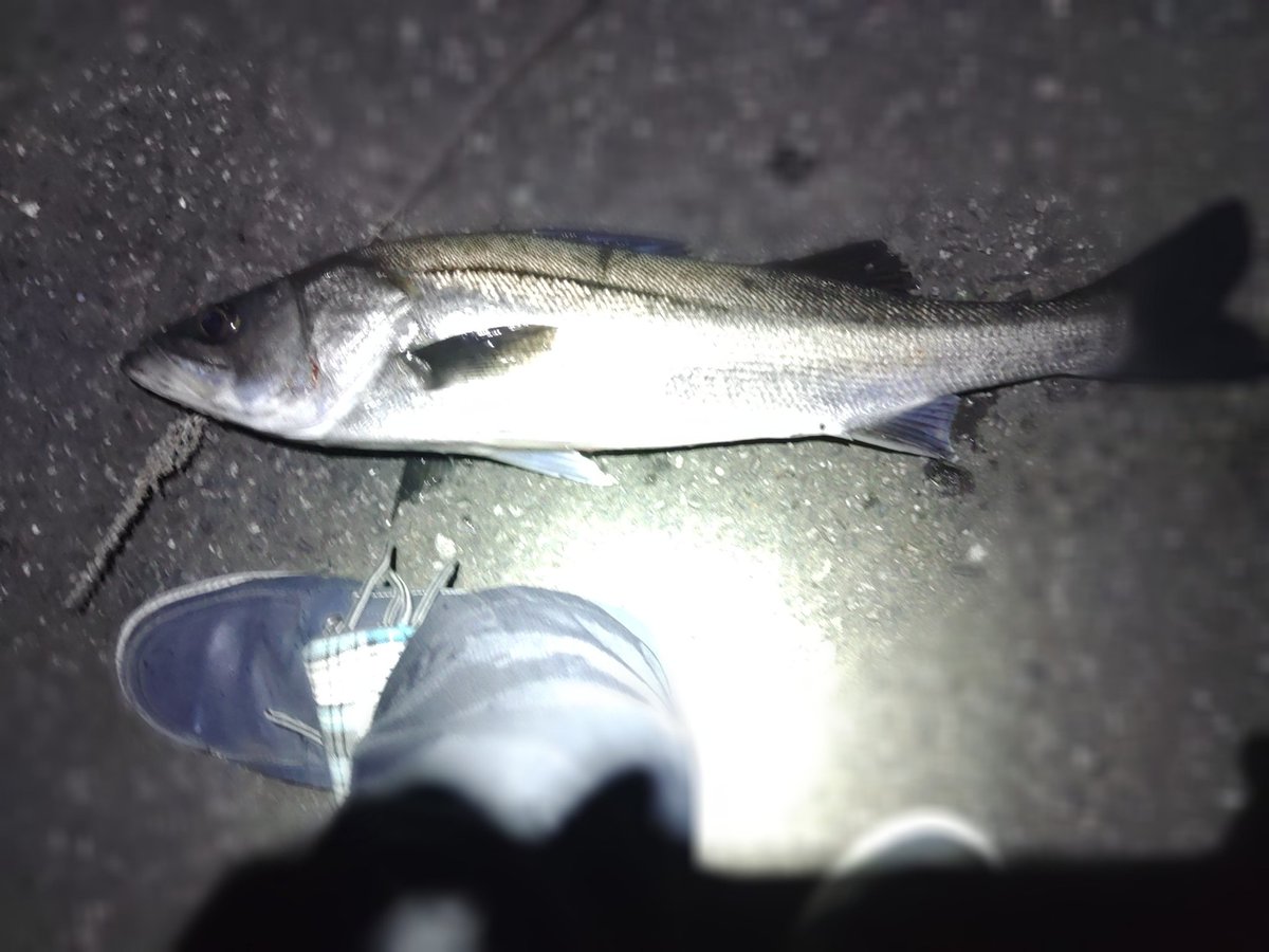 chakapoco911's tweet photo. やっと今年の初肴🐟️が
釣れました！
＼(￣▽￣)／

何して食うか…
楽しみだ！
(￣∀￣)

#釣り #おかっぱり #スズキ #横浜 #横須賀 https://t.co/nJSRy9Kpnl