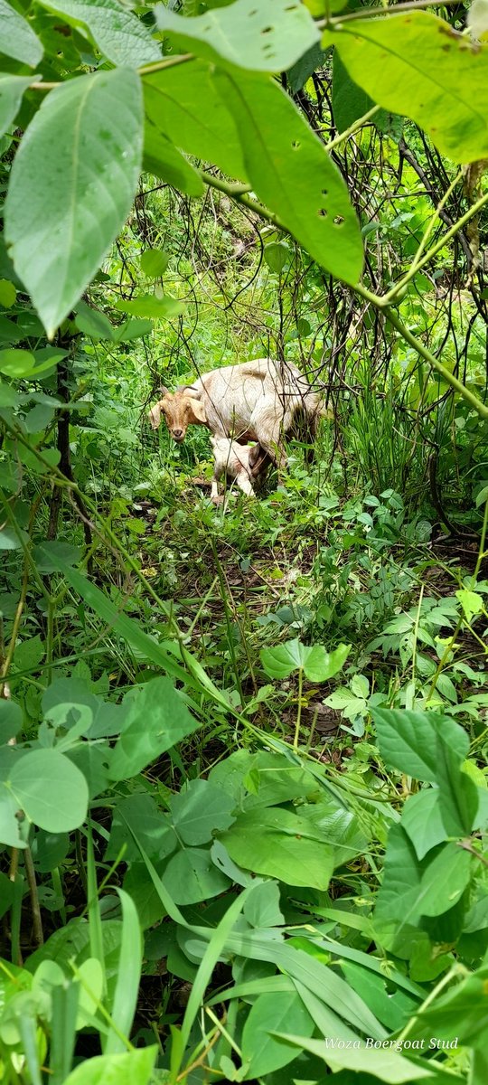 Woza Boergoats tweet media