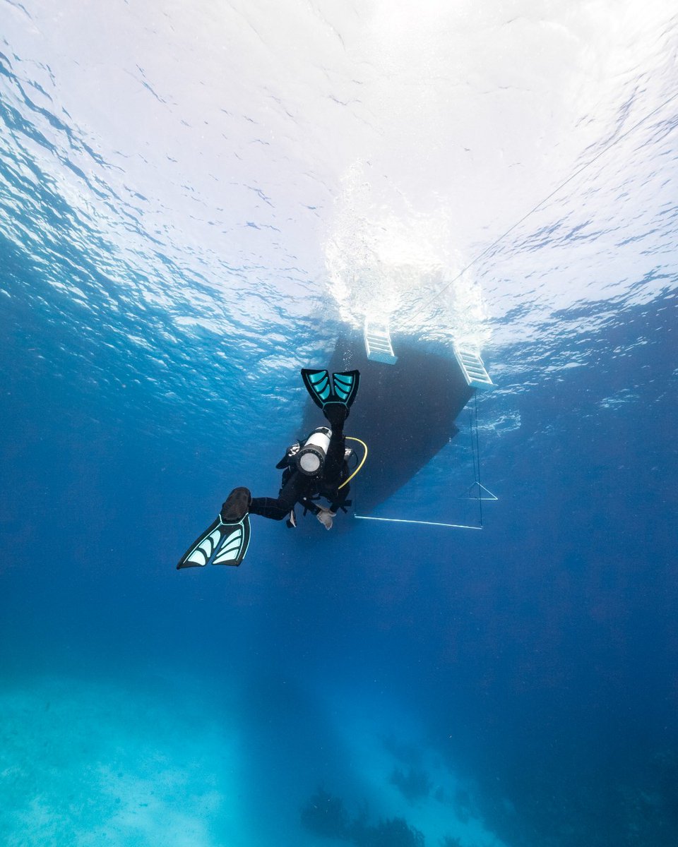 TUSADiving's tweet image. Back to the @aggressorliveaboards boat.🛥️ 

...

#TUSA #TeamTUSA #Liveaboard #scubadiving #adventuretravel #FindYourOcean #ExploreMore