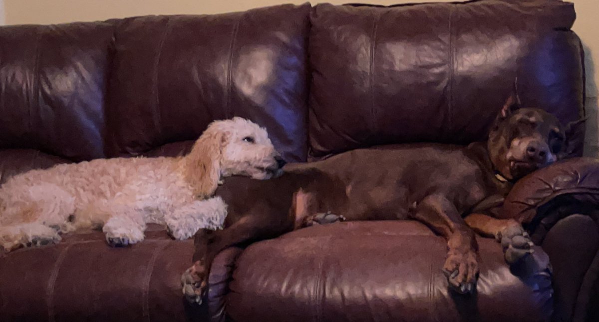 Zachyy02's tweet photo. How has it already been a year… Rusty, we miss you beyond belief.. I still regret not being able to make it over to see you one last time - before you were called to doggy heaven.. You will always be our Red dog 🐶 
#missyoubuddy #RusselVanSeager https://t.co/PIrXTuTira