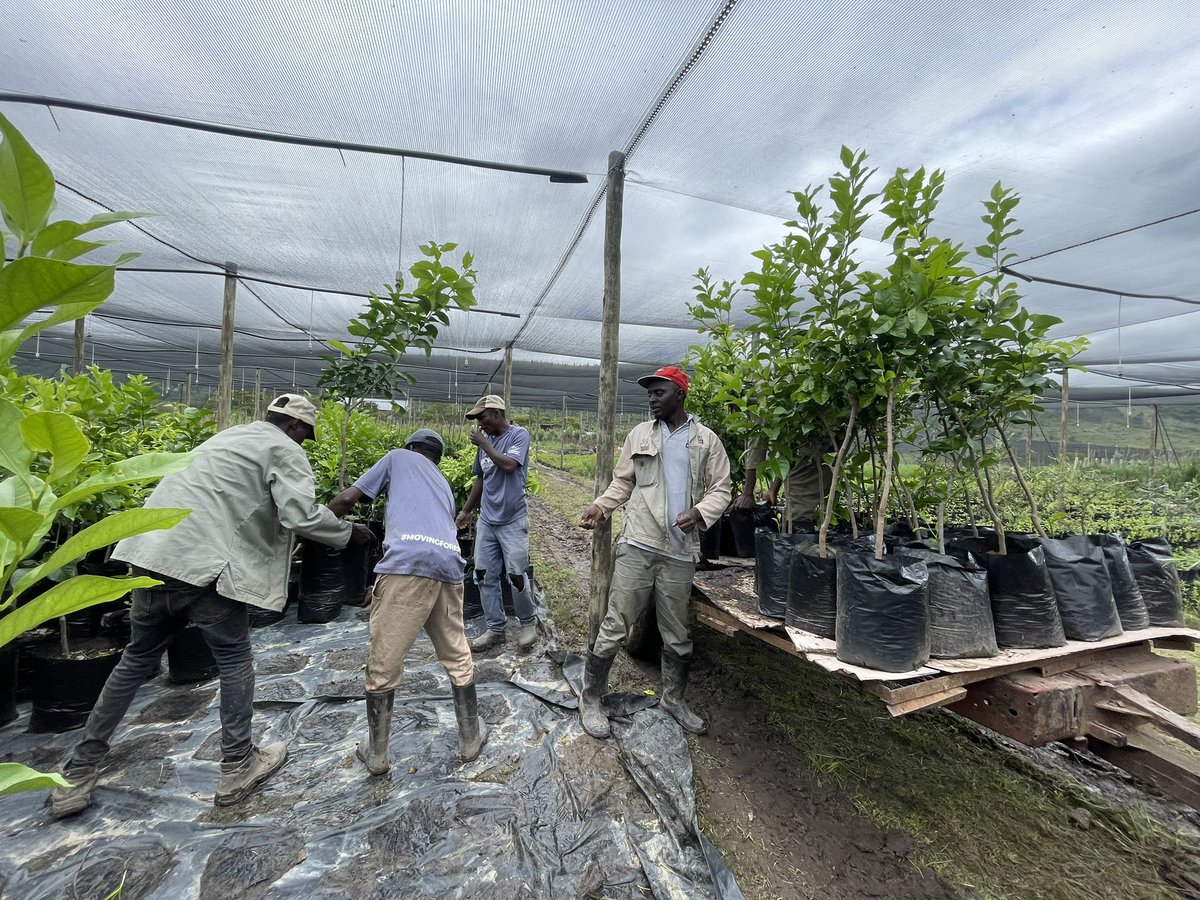 Growing our fruit tree selection! Check out our grafted mature Eureka Lemons & Clementine Naartjies that are fruiting already. We 💚 growing! When life doesn’t give you lemons… why not grow your own? 🍋 #GrowYourOwn #NguniNurseryMagic #generationrestoration #growninMakhanda