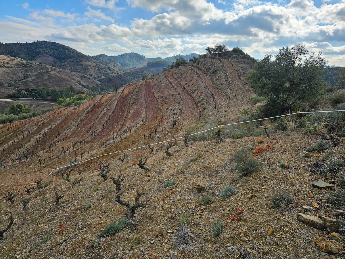 ritmeceller's tweet photo. Paisatge típic del #priorat un #coster 😃
Pendents i vinyes velles fan que els vins 🍷de la #DOQPriorat siguin únics.
Paisatge típico del Priorat #ladera con viñas viejas hacen vinos únicos.
Tipical #priorat #landscape🍷😃😃
@ritmeceller
#lavilellaalta
#vinyesvelles #vino https://t.co/igS5WqYSTN