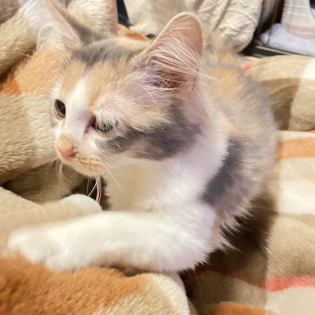 uki_85's tweet photo. ねぐせめっちゃかわいい https://t.co/Uqh3QndZ5K