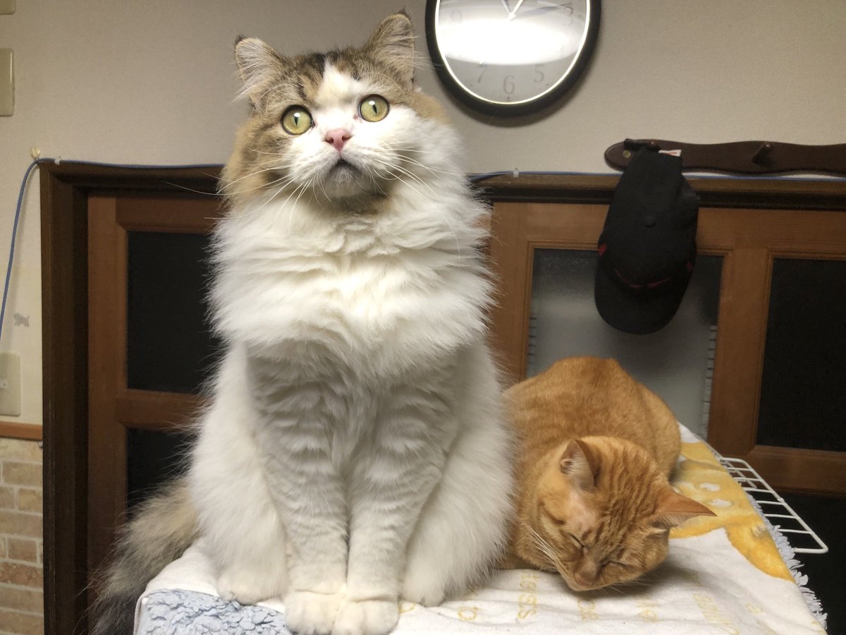 皆様、今日も一日お疲れ様ニャン🐱🐈‍⬛でした。ノアとミーはケージの上で仲良くしています。(ちょっと心配ですが😂)