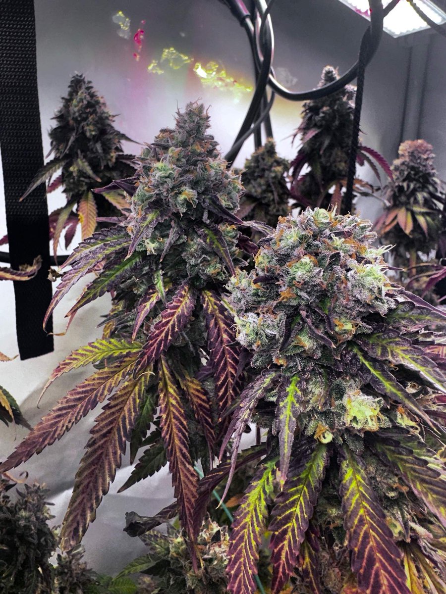 BarneysAms's tweet photo. Runtz Muffin Photography From Grow Diaries 🌲🌞

🧑‍🌾📷: @Stony_German https://t.co/NpUI0kh0LV