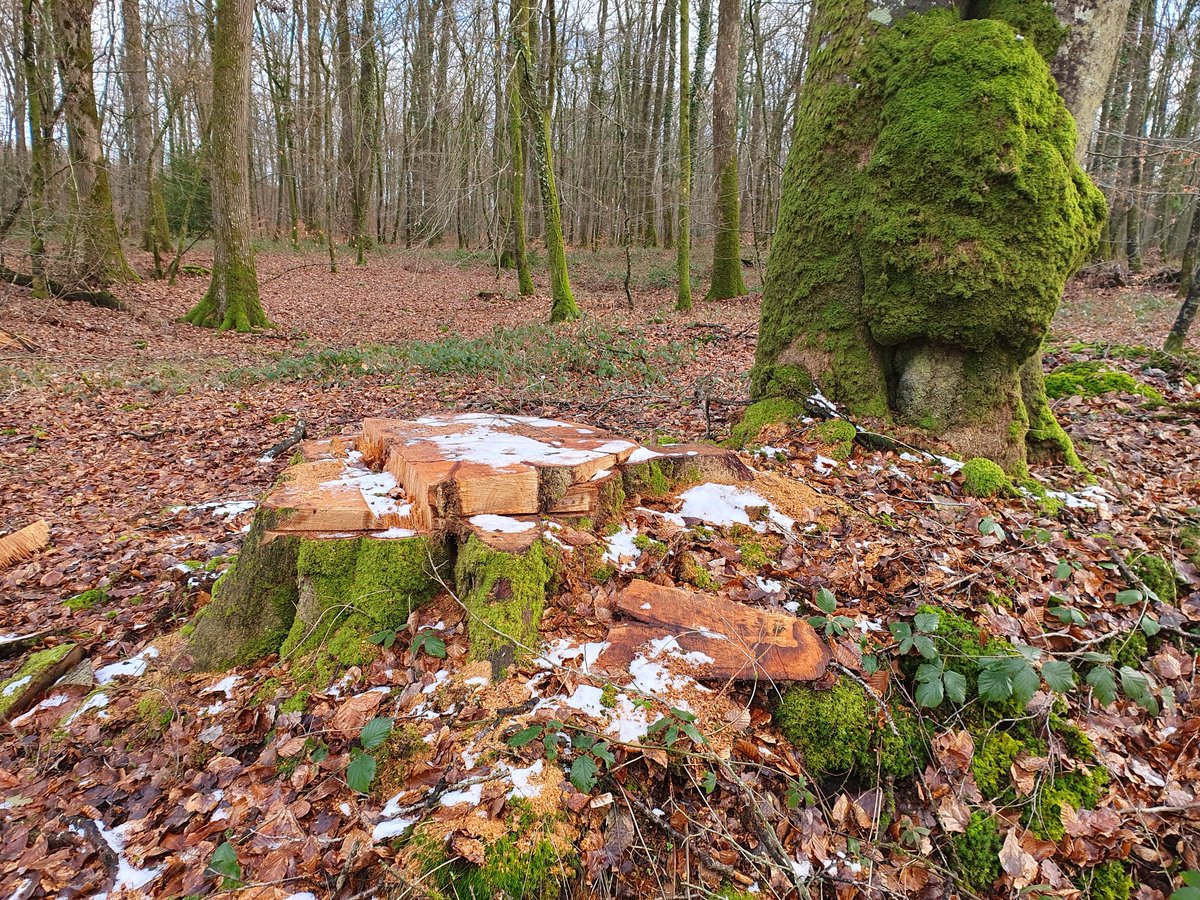 's tweet image. Venez voir @refoorest ce que l'on fait à la #forêt du #harasdupin ! ... Un parc pour les #JO2024  peut-être ? À ce rythme ...