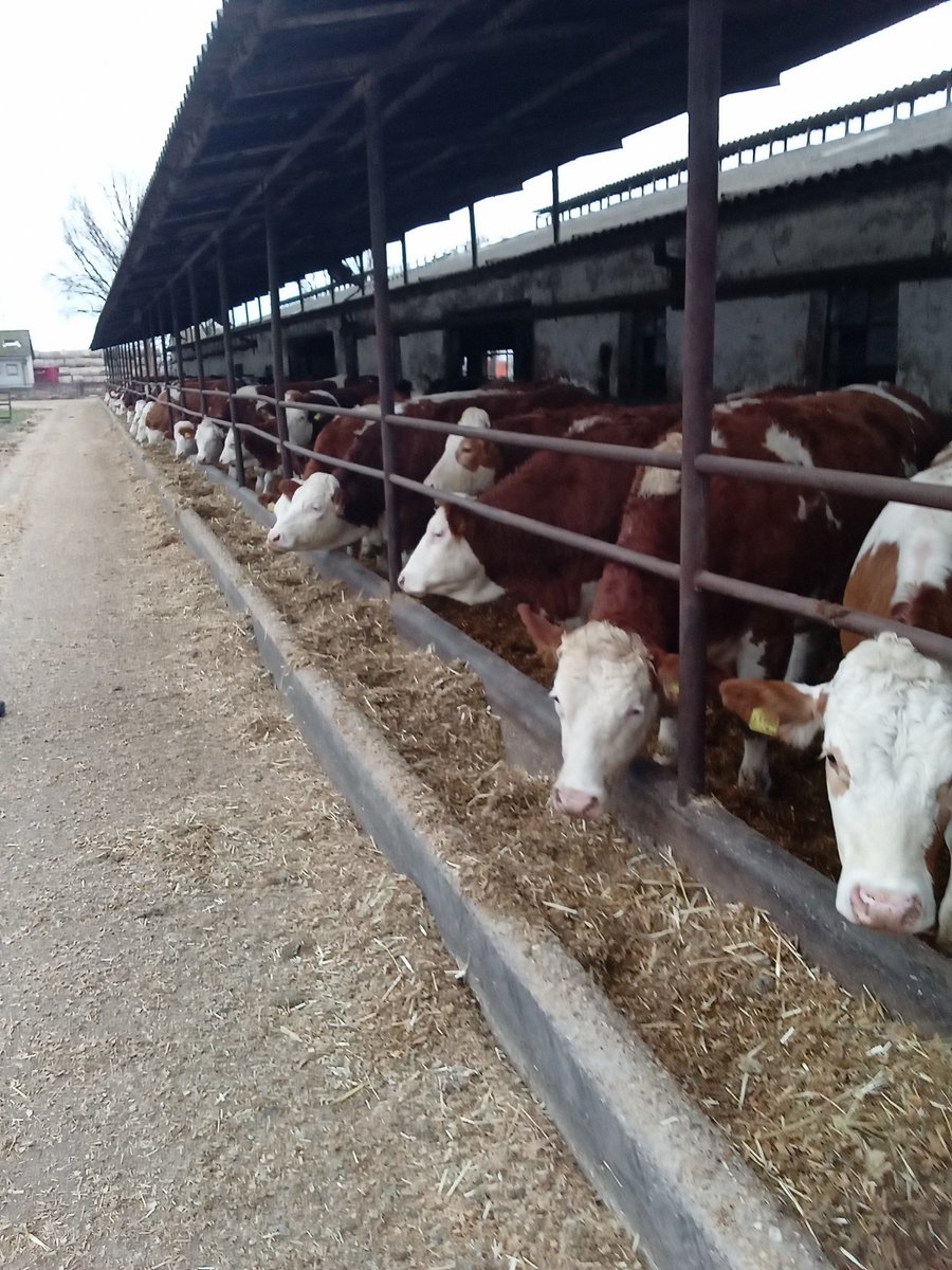 Macaristan hayvan seçimi.