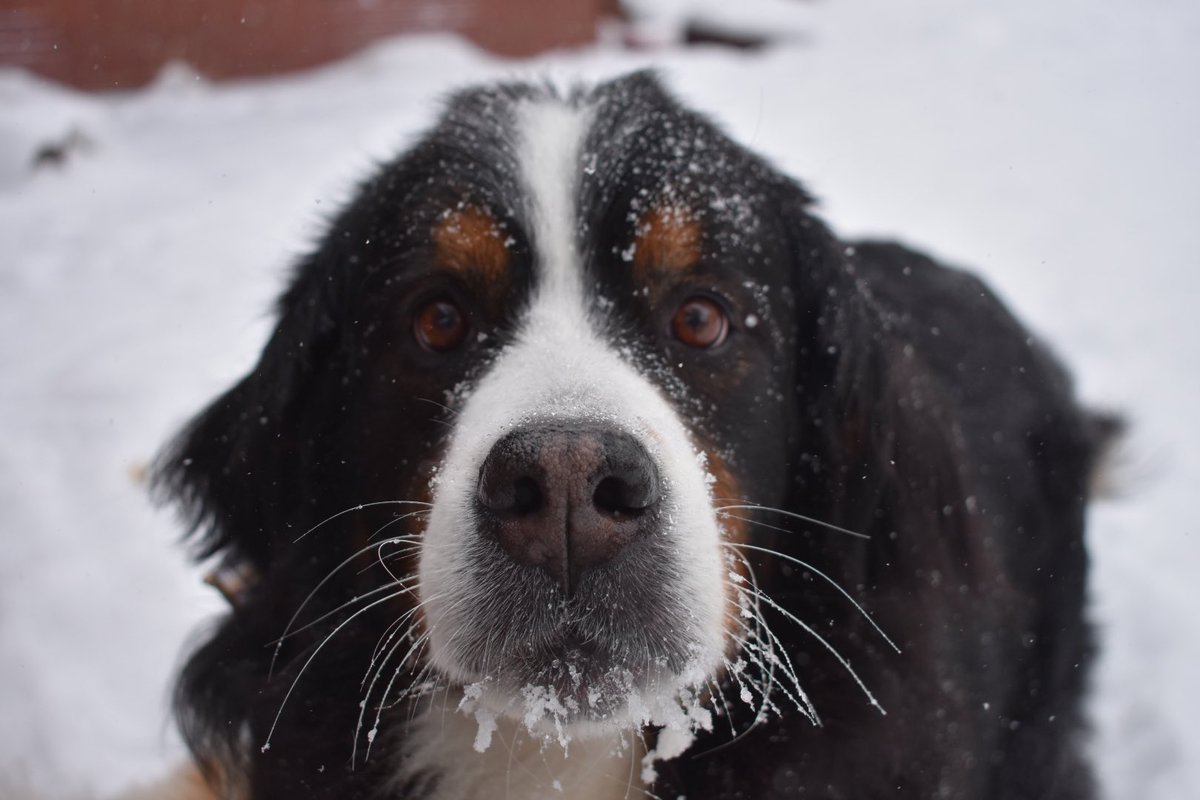 BernerAccount12's tweet photo. Millie’s favorite type of weather has me thinking about her. She would’ve loved to be out galavanting through the snow and cold. https://t.co/wvdMUcyRna