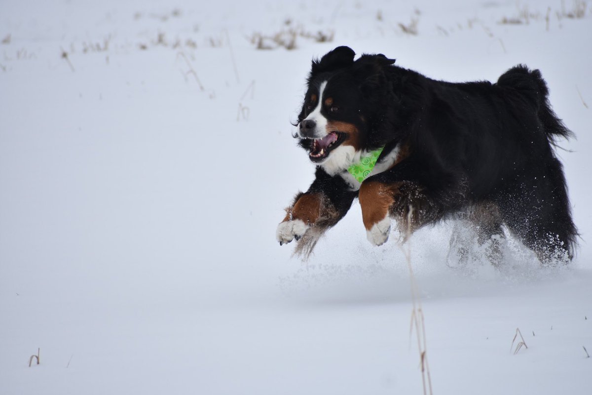 BernerAccount12's tweet photo. Millie’s favorite type of weather has me thinking about her. She would’ve loved to be out galavanting through the snow and cold. https://t.co/wvdMUcyRna