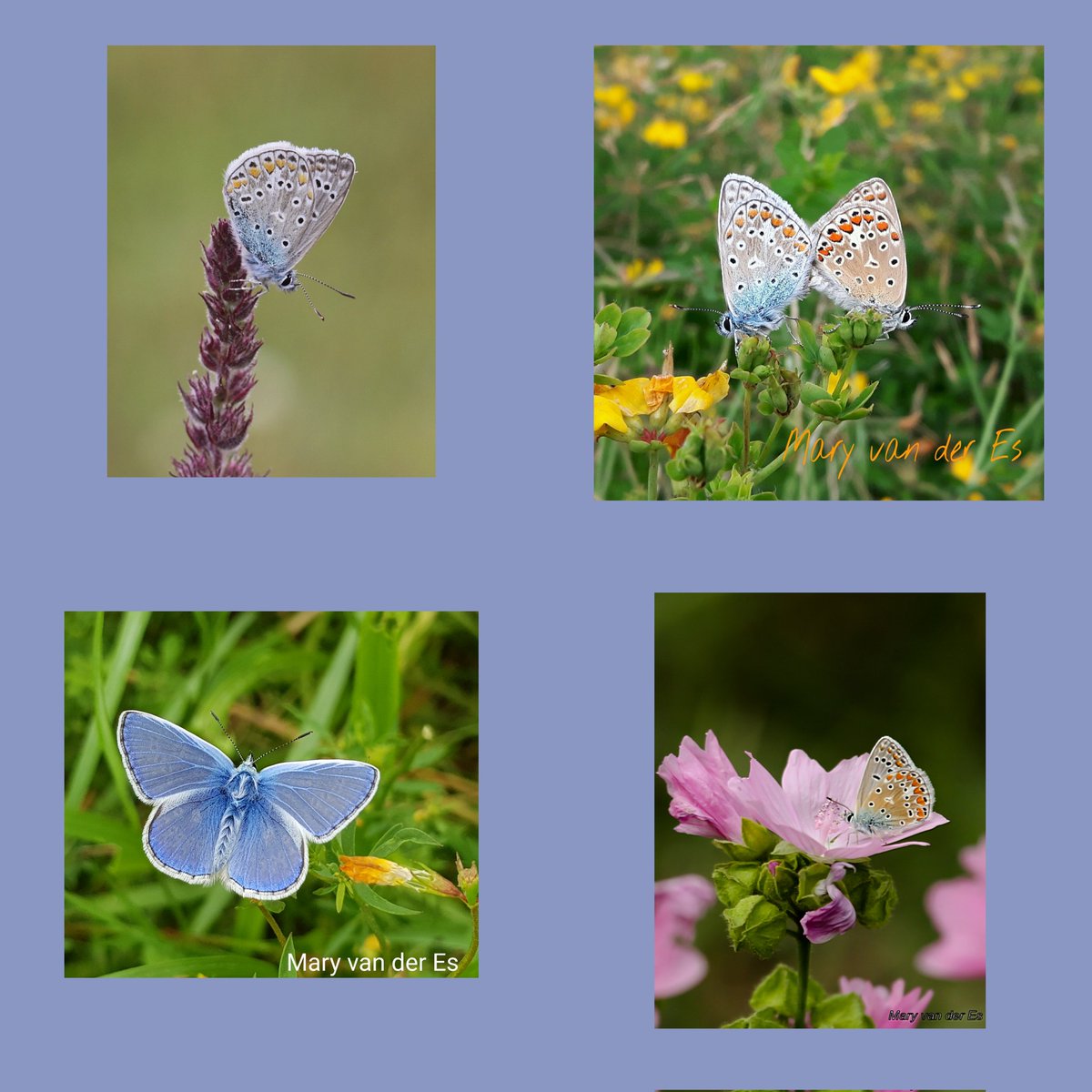 maryvanderes's tweet photo. #Dag15 van #vlindermaand .
Het #Icarusblauwtje #Polyommatus_icarus #Common_Blue .
@ErikDePay @Dagvlinders @vlinderNL @entomologyArt . https://t.co/fEvvRPi1w7