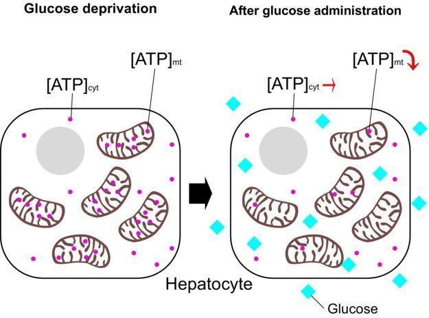 FEBSOpenBio's tweet photo. 🍭 Hepatocytes adapt their metabolism to nutrient changes. Recovering from glucose-deprivation, mitochondrial ATP decrease links to increased protein synthesis, urea cycle activation and ROS production
➡️https://t.co/ohKjQnccjw
#MitoMonday #Mitochondria
#Metabolism #Hepatocytes https://t.co/YZ0bB1orHZ