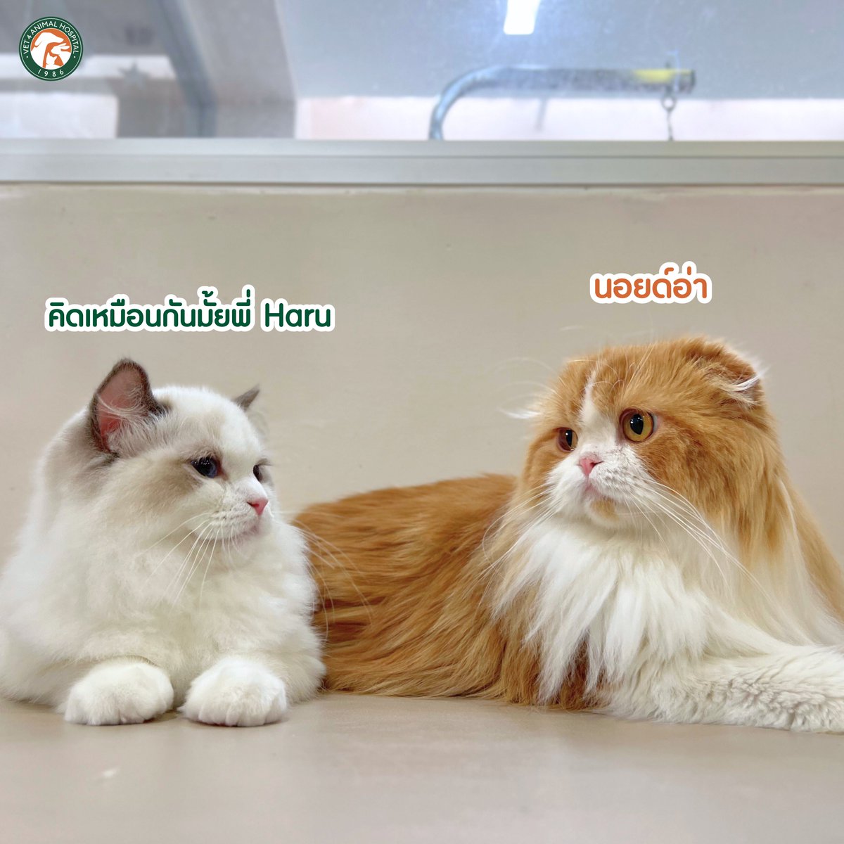 VET4Hospital's tweet photo. เมื่อพี่ๆ อยากถ่ายรูปหมู่ของครอบครัวสุดคิ้วท์หลังจาก grooming 🛁📸 แต่มันจะมีอยู่คนนึง.. 🤣 https://t.co/zbr4gu7MUT