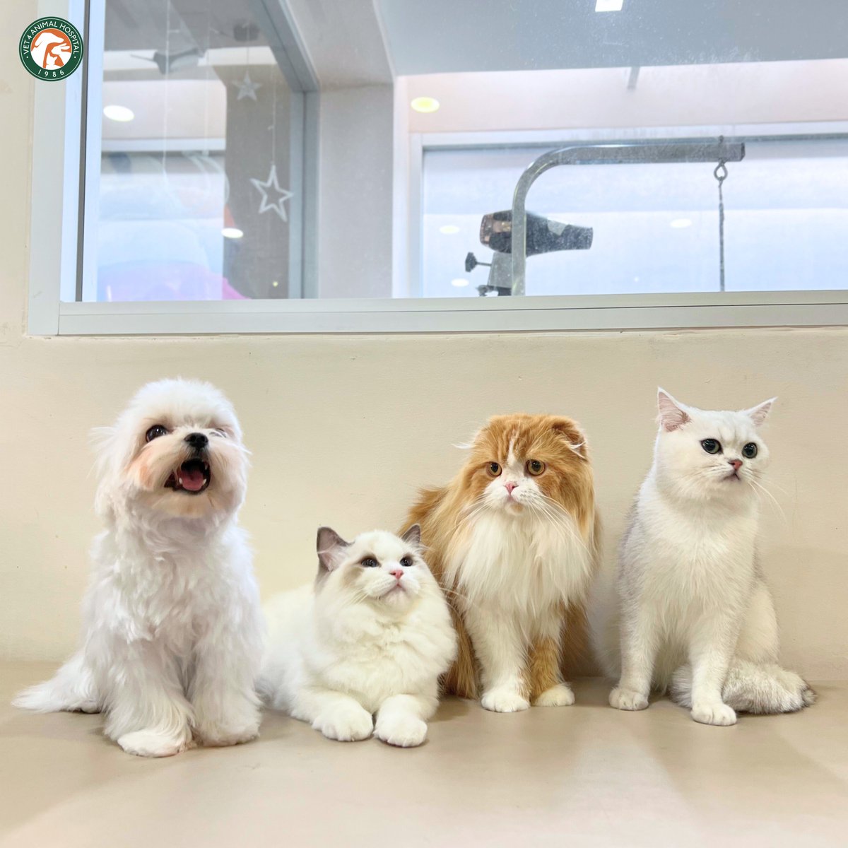VET4Hospital's tweet photo. เมื่อพี่ๆ อยากถ่ายรูปหมู่ของครอบครัวสุดคิ้วท์หลังจาก grooming 🛁📸 แต่มันจะมีอยู่คนนึง.. 🤣 https://t.co/zbr4gu7MUT