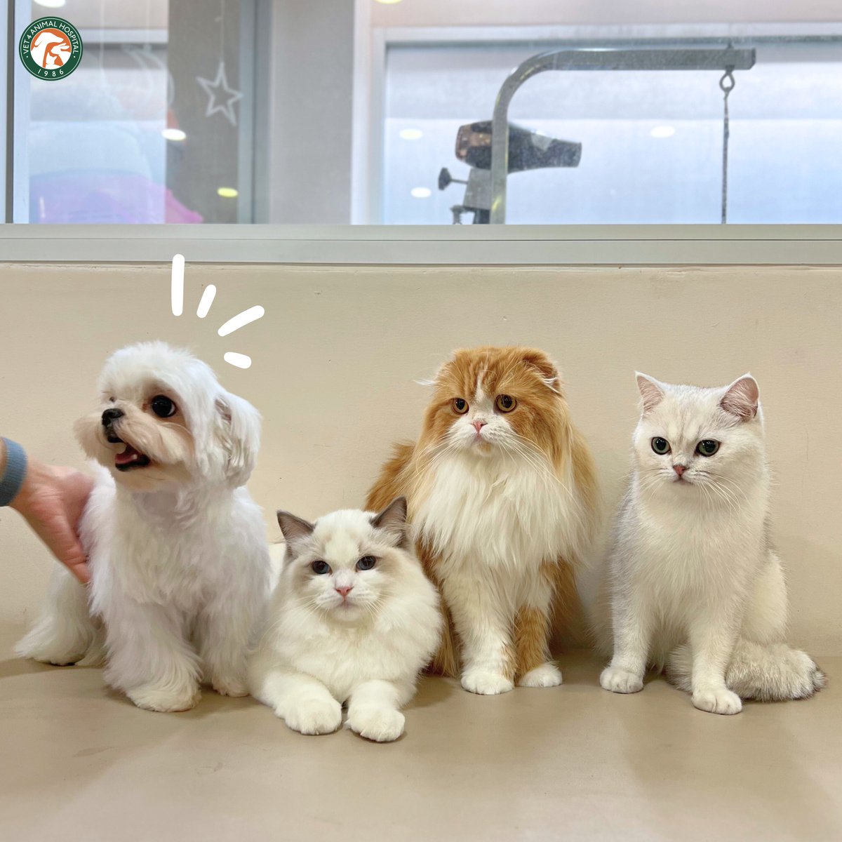 VET4Hospital's tweet photo. เมื่อพี่ๆ อยากถ่ายรูปหมู่ของครอบครัวสุดคิ้วท์หลังจาก grooming 🛁📸 แต่มันจะมีอยู่คนนึง.. 🤣 https://t.co/zbr4gu7MUT