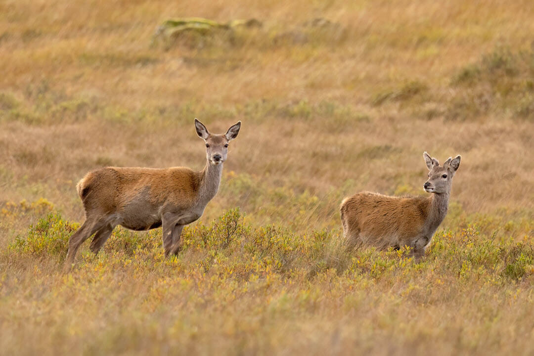 BritishDeerSoc's tweet photo. #BDSDeerbytes Newsletter - Explore the Scottish Consultation on Deer Management! Be a part of the sustainable and humane approach to conserving our wildlife. Your insights matter. Join us now: https://t.co/lxyOFfoXUG  #SustainableScotland  #ScottishConsultation #DeerManagement https://t.co/7izZIJqo18