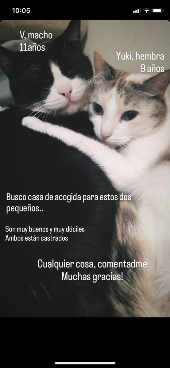 SaruskyRome's tweet photo. ADOPCIÓN URGENTE de estos dos gatitos, preferiblemente en Madrid. Más información por MD. Muchas por compartir! https://t.co/L8Dy3HH1Hz