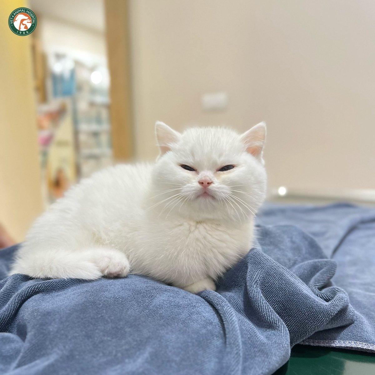 VET4Hospital's tweet photo. น้องเป่าเปา อายุประมาณ 2-3 เดือน วันนี้มาตรวจกับคุณหมอมิ้น เนื่องจากน้องมีอาการซึม ไม่ทานข้าว และมีอาการเดินกะเพลกค่า 

สำหรับบ้านไหนที่เพิ่งรับน้องแมววัยเตาะแตะมาเลี้ยง สามารถพาน้องๆ มาตรวจสุขภาพเบื้องต้น และเริ่มโปรแกรมวัคซีนได้นะคะ  💉 https://t.co/UMBJt5jGzV