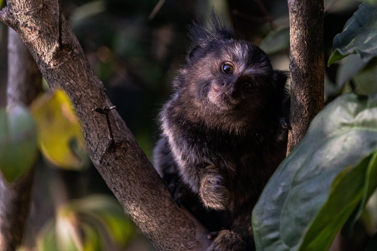 JZBG_MDPI's tweet photo. Callimico are endangered monkeys that live in zoos and sanctuaries. Researchers surveyed their welfare and found room for improvement. #SaveTheCallimico

https://t.co/Hy9QTrl3xG https://t.co/fThrMvOl8Y